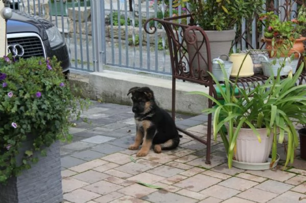 splendidi cuccioli di pastore tedesco | Foto 1