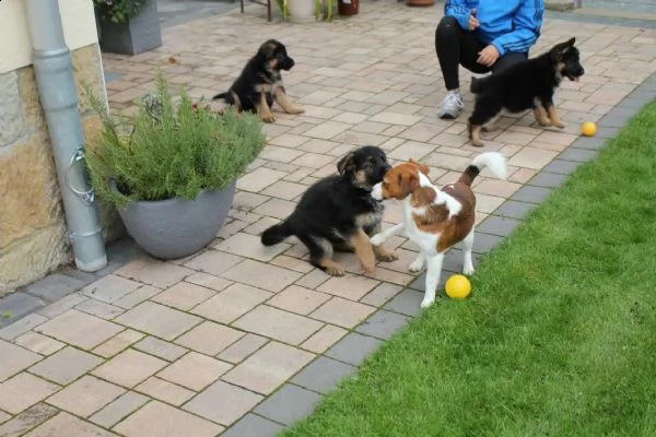 splendidi cuccioli di pastore tedesco | Foto 0