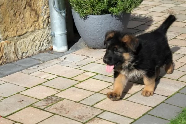 splendidi cuccioli di pastore tedesco