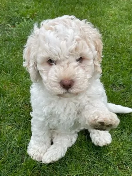 disponibili cuccioli di lagotto romagnolo alta genealogia