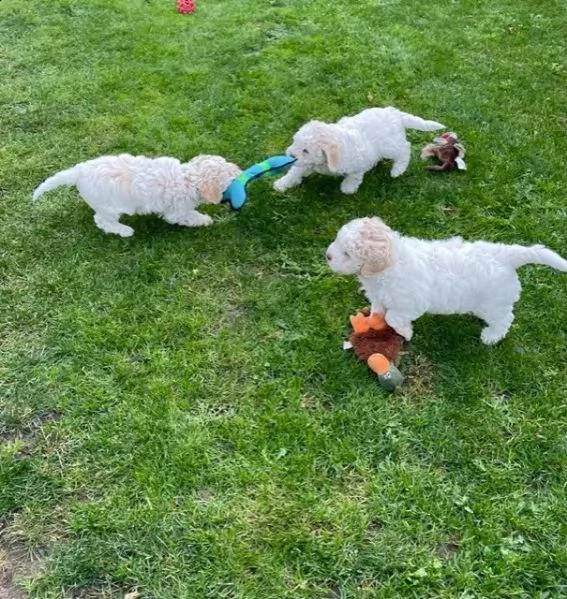 disponibili cuccioli di lagotto romagnolo alta genealogia | Foto 6