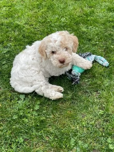 disponibili cuccioli di lagotto romagnolo alta genealogia | Foto 5