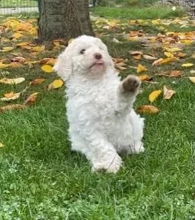 disponibili cuccioli di lagotto romagnolo alta genealogia | Foto 1