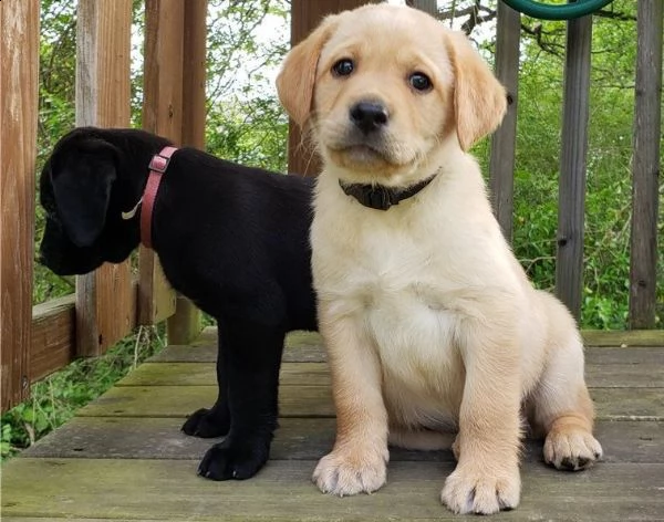 regalo adorabili cuccioli di la labrador chicolato