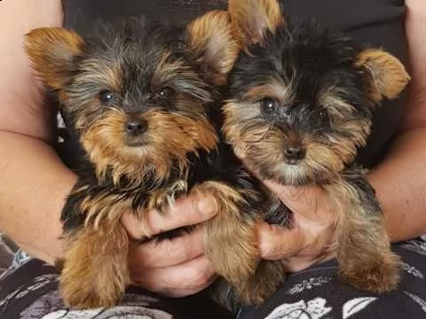 regalo cuccioli di yorkshire.