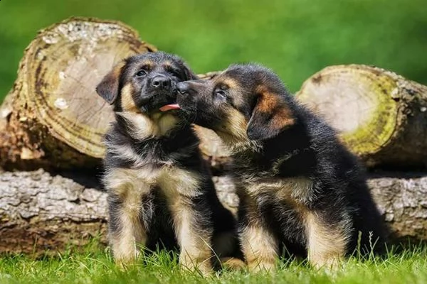 regalo pastore tedesco cuccioli
