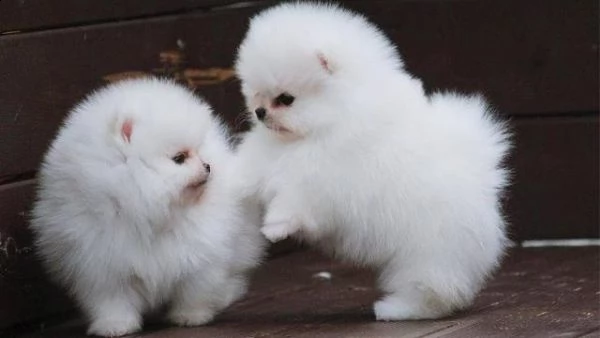 adorabile cucciolo di pomerania per l'adozione!!