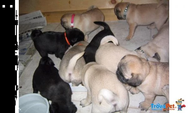 regalo cuccioli di carlino maschio cerca femmina