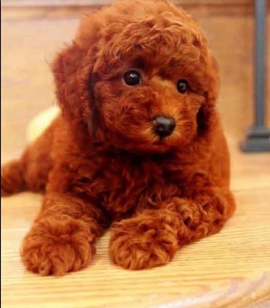 disponibili mini dolce barboncino toy!!!!