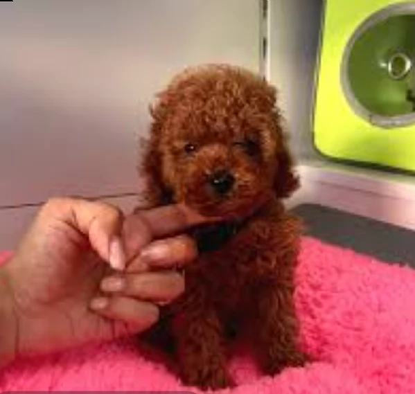 disponibili mini dolce barboncino toy!!!! | Foto 0