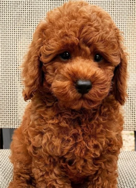 regalo barboncino toy disponibili mini**** | Foto 0