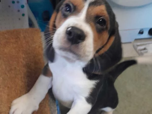disponibili cuccioli di beagle maschio e femmina