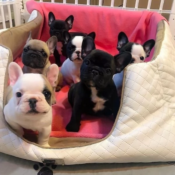 vendo cuccioli di bulldog francese super carini