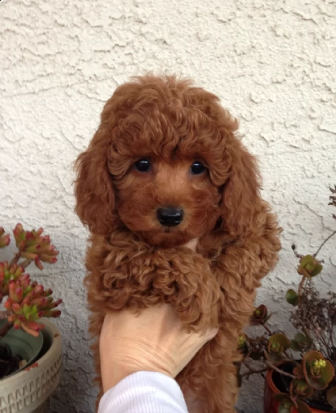 ,,,,,,disponibili regalo barboncino,,,, | Foto 0