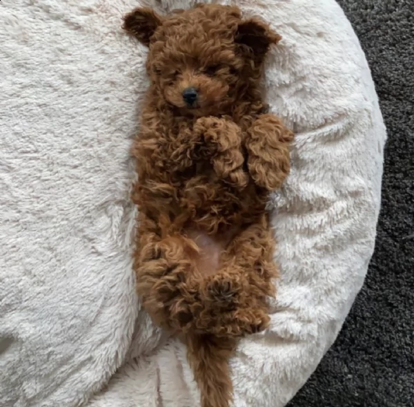 ,,,,,,disponibili regalo barboncino,,,,