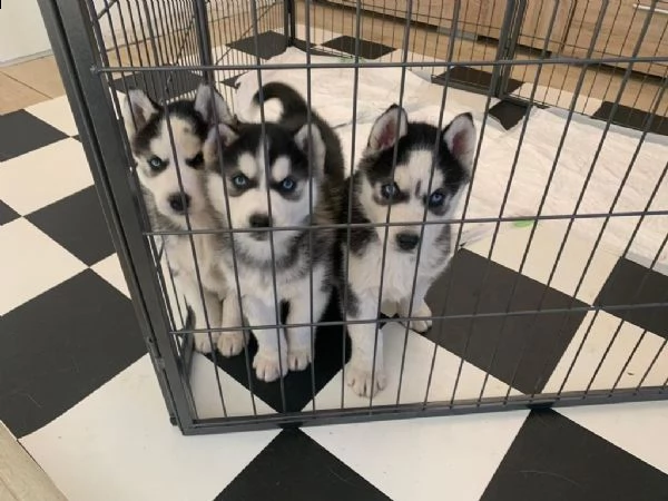 vendo cuccioli di husky occhi azzurri