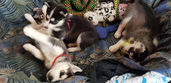 vendo cuccioli di husky occhi azzurri | Foto 1