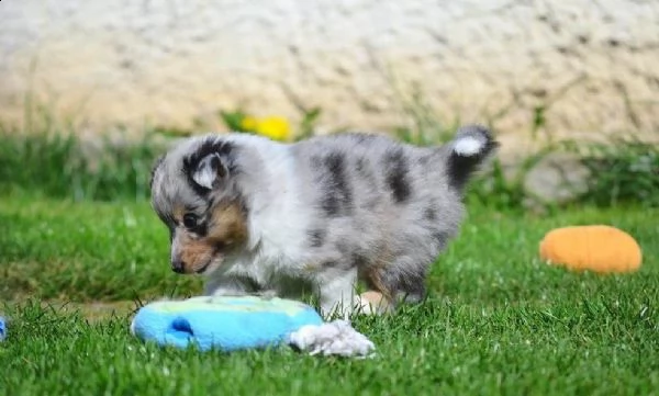 bellissimi maschi e femmine shetland sheepdog cuccioli | Foto 6