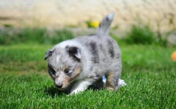 bellissimi maschi e femmine shetland sheepdog cuccioli | Foto 3