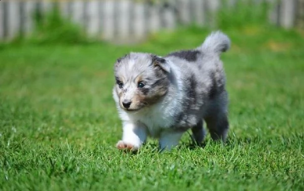 bellissimi maschi e femmine shetland sheepdog cuccioli | Foto 1