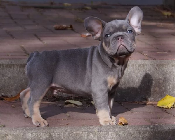 bellissimi cuccioli di bulldog francese | Foto 6