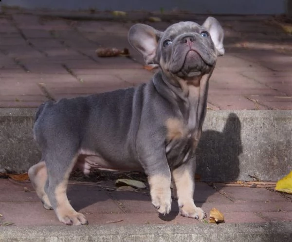 bellissimi cuccioli di bulldog francese