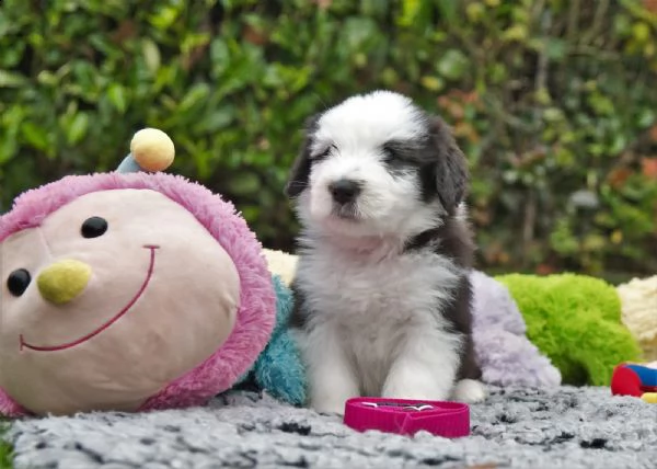 cuccioli di bearded collie disponibili | Foto 6