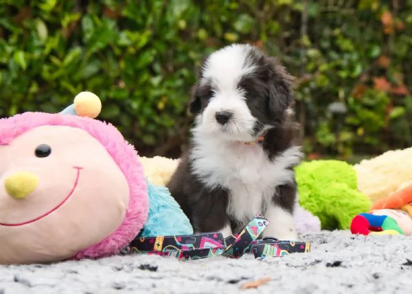 cuccioli di bearded collie disponibili | Foto 5