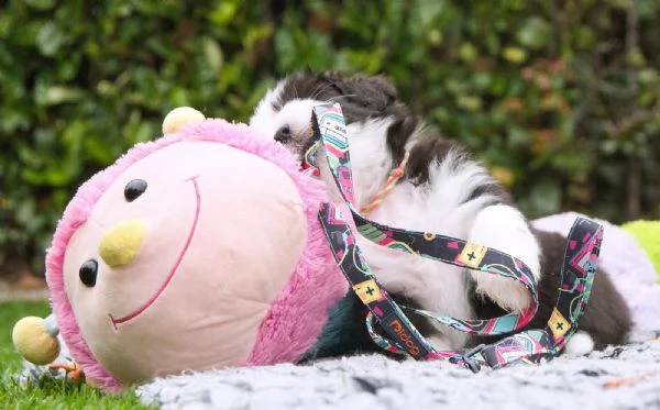 cuccioli di bearded collie disponibili | Foto 4