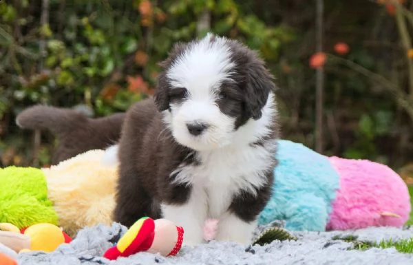 cuccioli di bearded collie disponibili | Foto 1