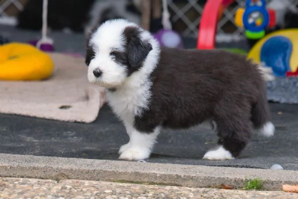 cuccioli di bearded collie disponibili | Foto 0
