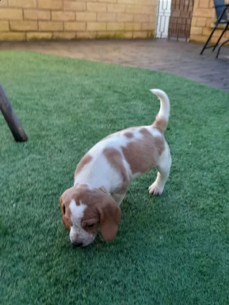 cuccioli di beagle