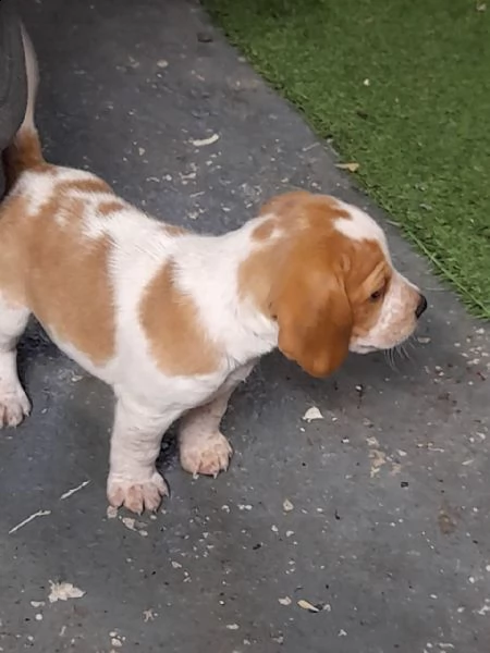cuccioli di beagle | Foto 0
