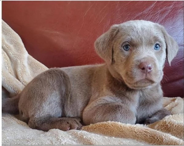 bello labrador , maschio e femmina, in regalo