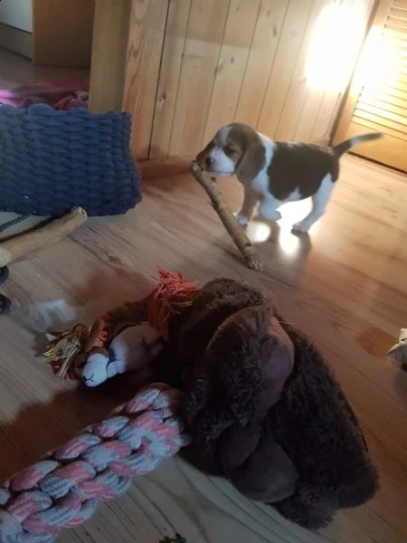 vendo bellissimo beagle addestrato in casa | Foto 5