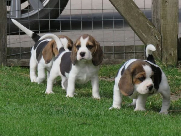 vendo bellissimo beagle addestrato in casa | Foto 3