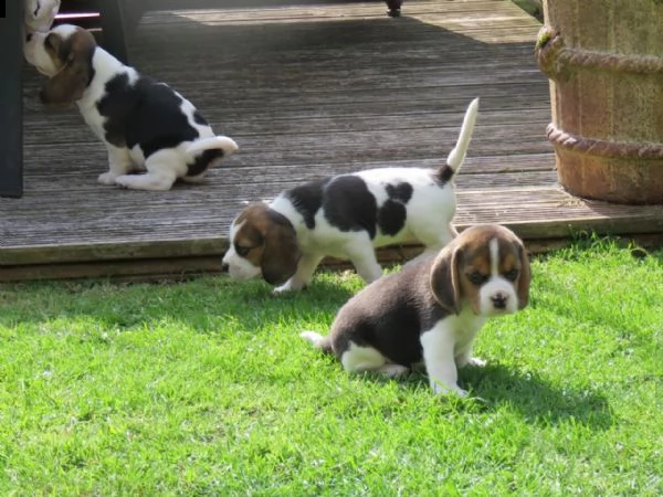 vendo bellissimo beagle addestrato in casa | Foto 1