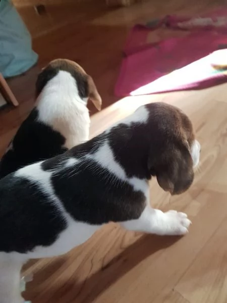 vendo bellissimo beagle addestrato in casa | Foto 0