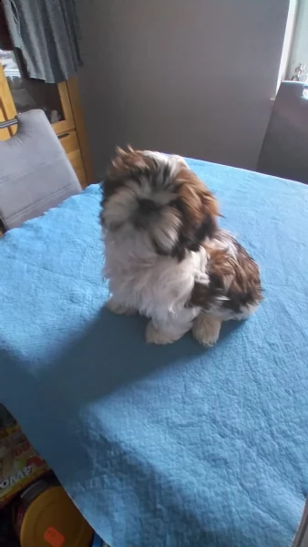 mini giocattolo shih tzu cucciolo in vendita addestrato a casa | Foto 5