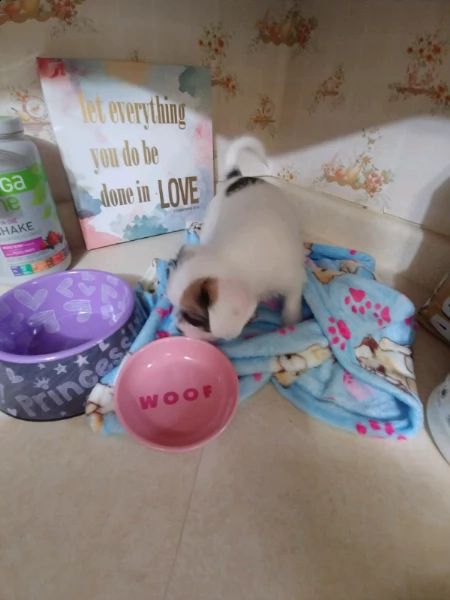 mini giocattolo shih tzu cucciolo in vendita addestrato a casa | Foto 4