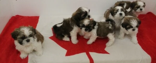 mini giocattolo shih tzu cucciolo in vendita addestrato a casa | Foto 3