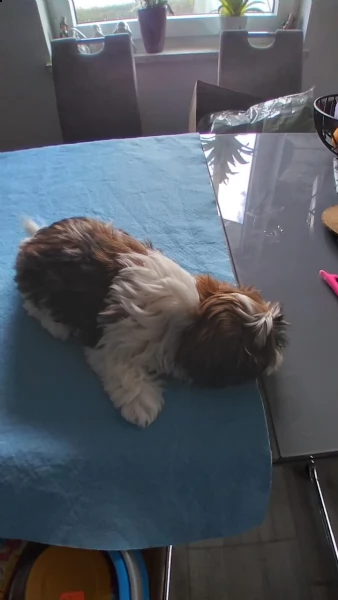 mini giocattolo shih tzu cucciolo in vendita addestrato a casa | Foto 1