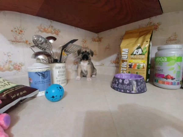 mini giocattolo shih tzu cucciolo in vendita addestrato a casa | Foto 0