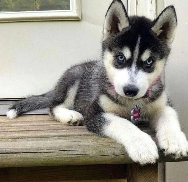 splendidi cuccioli di siberian husky con pedigree | Foto 1