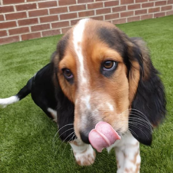 cuccioli di beagle addestrati per il regalo | Foto 0