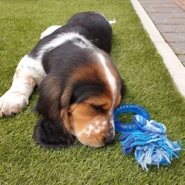 cuccioli di beagle addestrati per il regalo??????