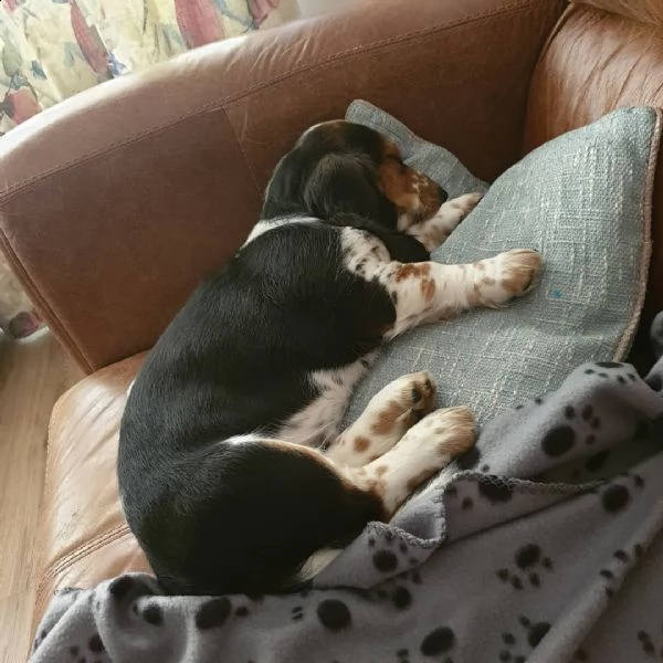 disponibili cuccioli di beagle in regalo