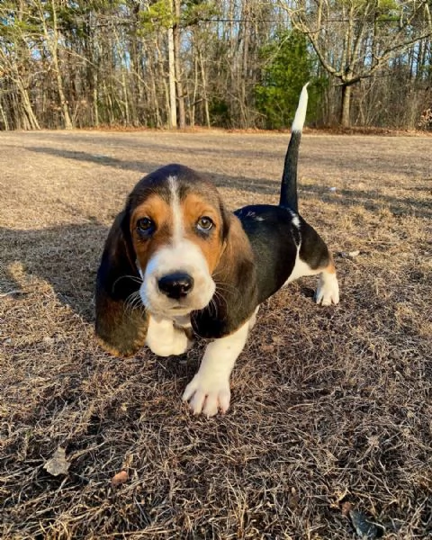 disponibili cuccioli di beagle in regalo????????