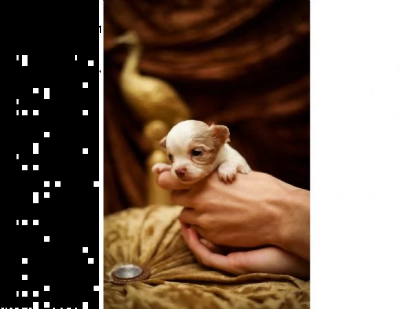 meravigliosi chihuahua disponibili | Foto 3