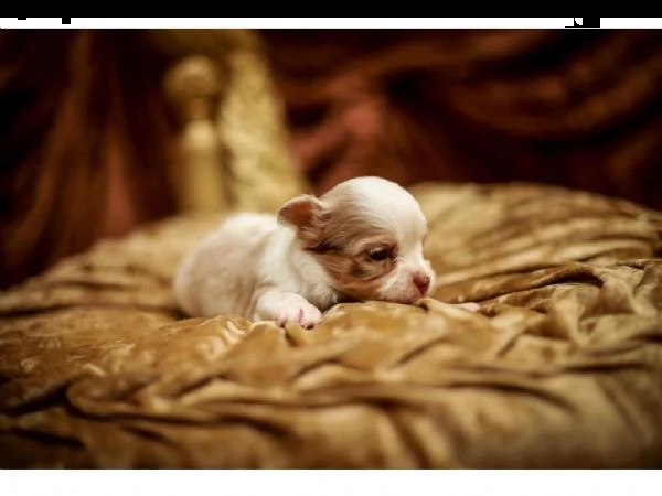 meravigliosi chihuahua disponibili | Foto 2